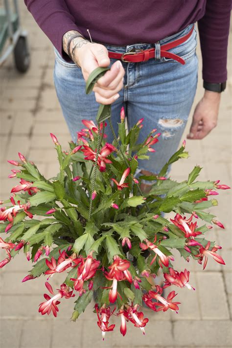 Longest Lived Houseplants Christmas Cactus Tonkadale