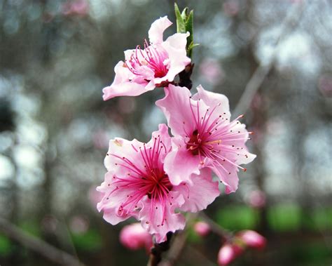 Fruit trees grow from saplings. The Peace Bee Farmer: Fruit Trees in Bloom