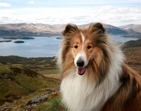 10 Best Group Rough Collies Aka Lassie Best Dog