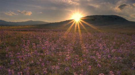 Bed Of Purple Flowers During Sunrise Hd Wallpaper Wallpaper Flare