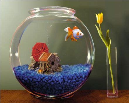 Atau ingin tahu model aquarium air tawar dan cara menghias aquarium murah? Model Aquarium Toples Unik Harga Murah | Aneka Budidaya
