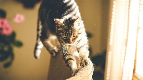 You will have absolutely zero success training your cat not to scratch your table legs or the arm of your couch if you don't provide something appropriate the cat can scratch instead. How to Stop Your Cats from Scratching Furniture | Dr ...