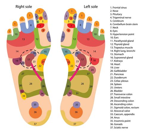 Reflexology Foot Chart Top Of Foot