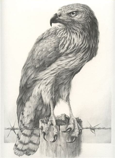 A short video showing the drawing of some birds, a lion and a horse, using a whiteboard marker. Beautiful and Realistic Sketches of Birds by Vanessa Foley