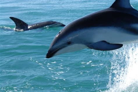Dusky Dolphin L Highly Playful Our Breathing Planet