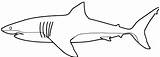 Requin Mewarnai Hiu Squalo Paus Coloriages Malvorlage Binatang Mewarna Ausmalen Haie Erwachsene Sharks Aimable Weisser Kleurplaten Weißer Printmania Ausmalbild U00fcr sketch template