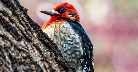 7 Striking Woodpeckers You Can Find In Alaska Omg Birds