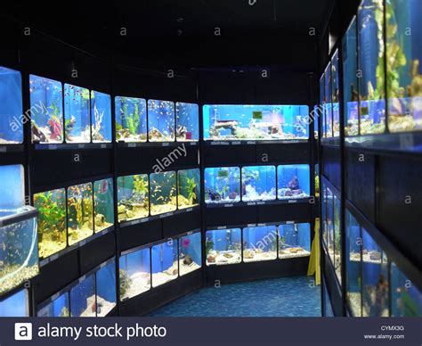 Free delivery on orders of £29 or over. fish tanks pet store Stock Photo - Alamy
