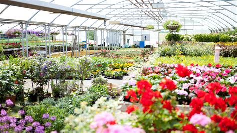 blooms garden centre swindon - Large Ones Cyberzine Efecto