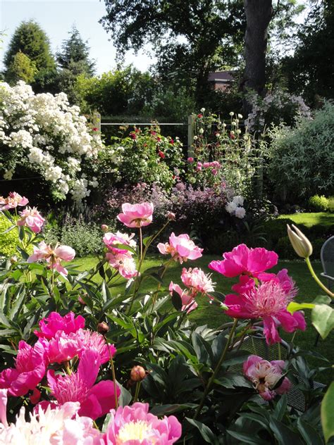 Peonies Bowl Of Beauty And Rambling Rector Rose Garden Design