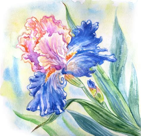 Pink Iris Watercolour Stock Illustrations 248 Pink Iris Watercolour