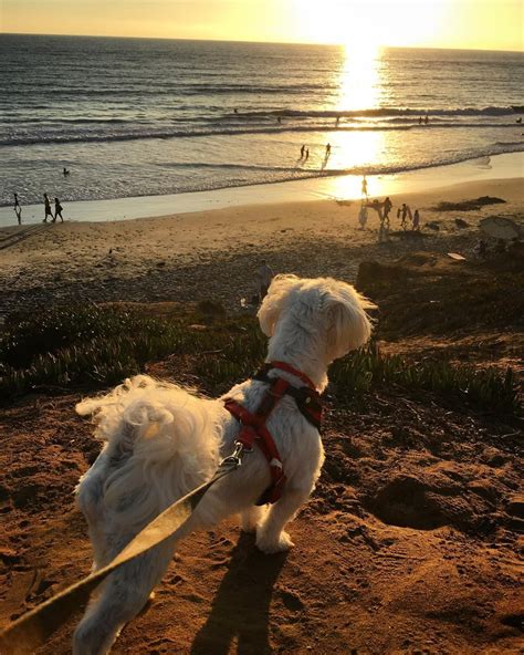 Sun Dog 🐾💛 Carlsbad Sandiegosunset Californiacoast Sunset Beach