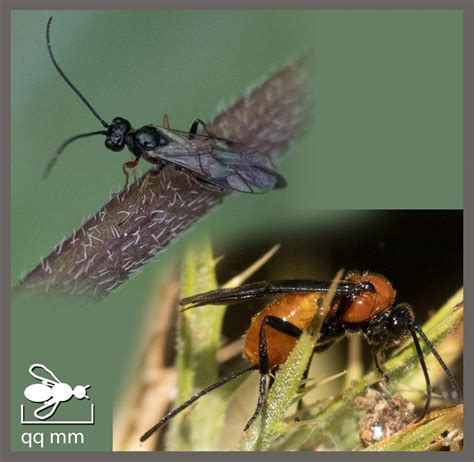 Les Hyménoptères De La Famille Des Braconidae Braconidés Identifier