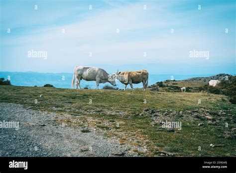 Vacas Mostrando Afecto Fotograf As E Im Genes De Alta Resoluci N Alamy