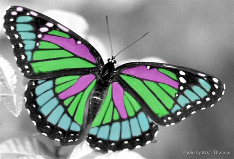 Laurahs Blog My Butterfly