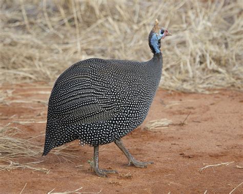 Helmeted Guineafowl Birds Of South Africa · Naturalista Mexico