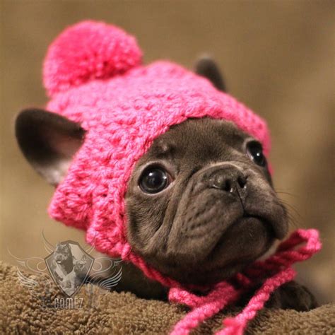 Fancy Frenchie Fashion Winter Beanie Hat Gorrito Para Mascotas Etsy