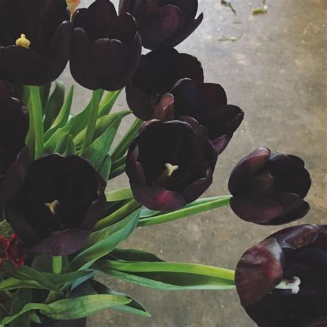 Black Tulips Article On Thursd