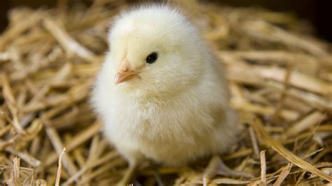 How To Raise Baby Chicks FIx Feed