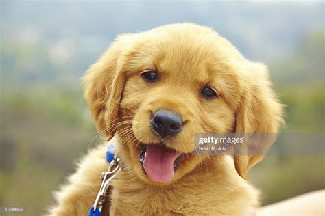 Golden Retriever Puppy Portrait High Res Stock Photo