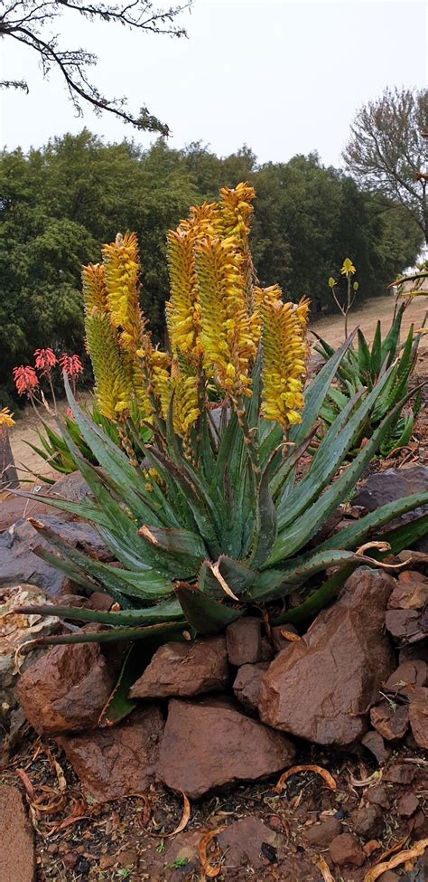 Aloe Hybrid In Flower Johans Hybrids Vaal Retreat July 2019 Plants
