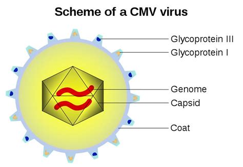 Cmv Virus May Boost Our Immune System Neuroscience News