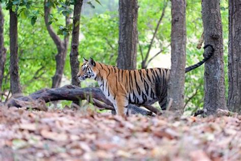 Tiger Tours India Tiger Photography Tours Private Guided Tiger Safaris