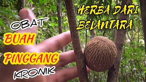 Kegagalan buah pinggang kronik rawatan. BUAH KULIM MERAWAT BUAH PINGGANG KRONIK TAHAP 4. - YouTube