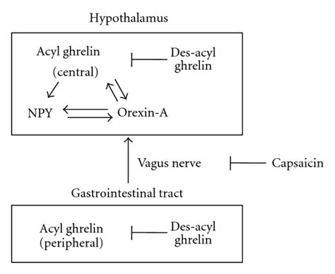 schematic drawing of the orexigenic signaling pathways mediated by download scientific diagram