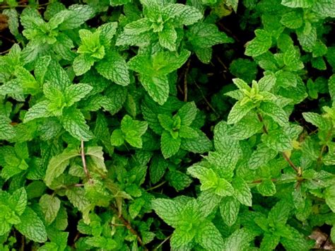 Mosquito repelling plants: container, safe for dogs, patios