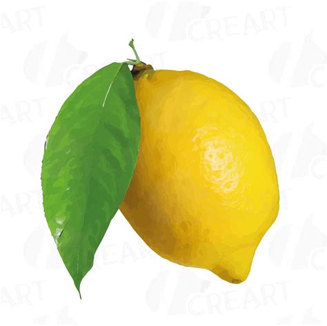 Watercolor Lemons Branch And Leaves Clip Art Pack Watercolor Lemon