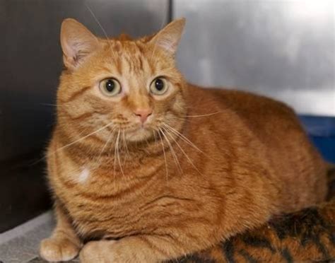 They like to play and can learn games like fetch or figure out puzzle toys. Tabby - Orange - Quinn - Medium - Adult - Female - Cat for ...