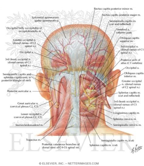 11 muscles in the region of eyelid or palpebral fissure: neck muscles anterior view - ModernHeal.com