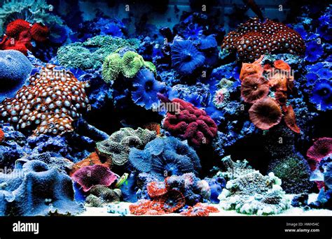 Tropical Marine Aquarium With Fluorescent Corals Stock Photo Alamy