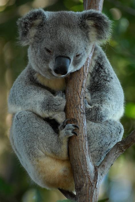 Free Images Wildlife Mammal Rest Fauna Australia Vertebrate Marsupial Koala Bear
