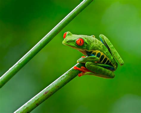 Shallow Focus Photograph Of Green And Yellow Frog Red Eyed Tree Frog