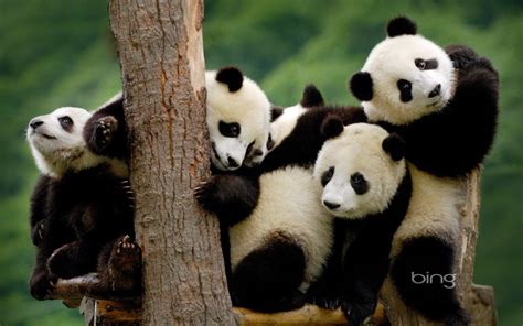 43 Cute Panda Bear Wallpapers On Wallpapersafari Riset