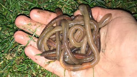How To Catch Nightcrawlersearthworms In Your Backyard For Free Youtube
