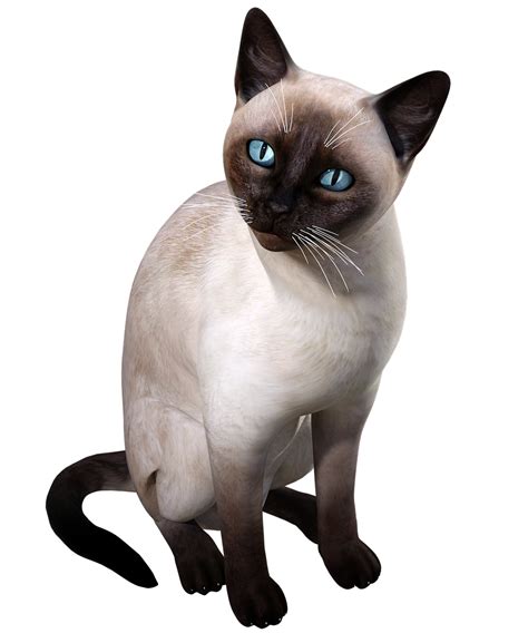 Explore 29 Free Siamese Cat Illustrations Download Now Pixabay