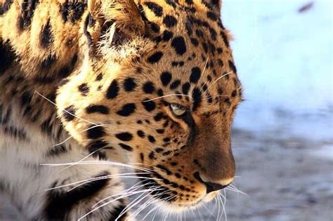 40 Fascinating Facts About The Amur Leopard Travel News