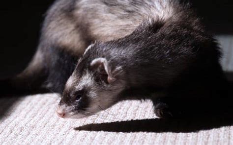 Keeping Ferrets As Pets 10 Important Things You Need To