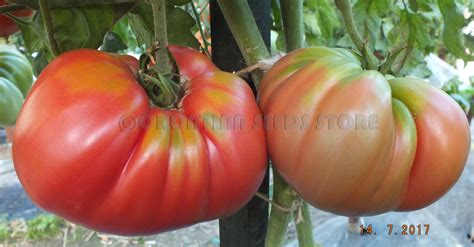 Wonderful, extremely tasty pink heirloom tomato. Pink Tomatoes: BEAR CLAW Tomato