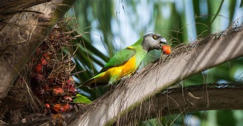 Senegal Parrot Bird Facts Poicephalus Senegalus Wiki Point