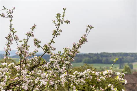 Nussbaumen ist der name mehrerer orte in der schweiz: Kartause Ittingen - Wanderung von Nussbaumen - Thurgau