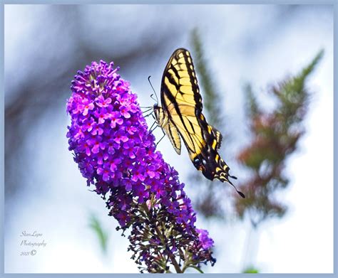 Tiger Swallowtail On Backyard Butterfly Bush 8 09 21 Flickr