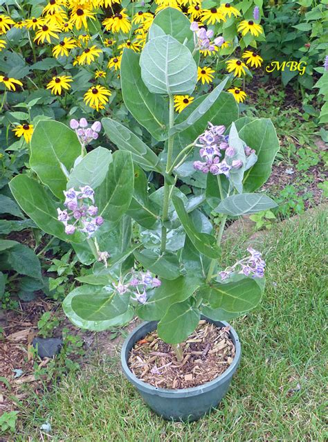 I never found one egg on my giant milkweed. Calotropis Gigantea- Large Milkweed Leaves For Caterpillars