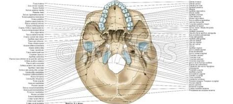 Cara Externa De La Base Del Cráneo Vista Inferior Vista Basal
