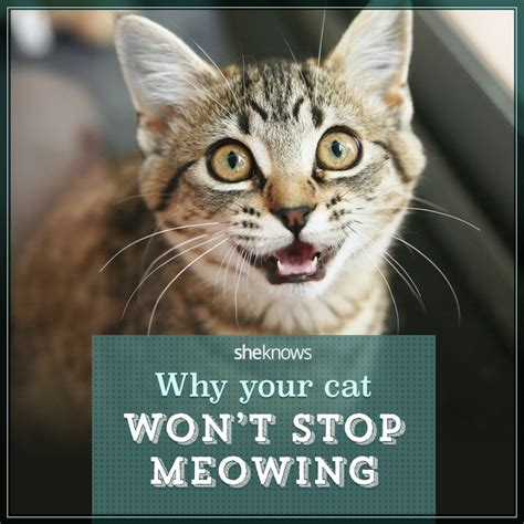 How Do I Get My Cat To Stop Meowing In Heat Cat Meme Stock Pictures