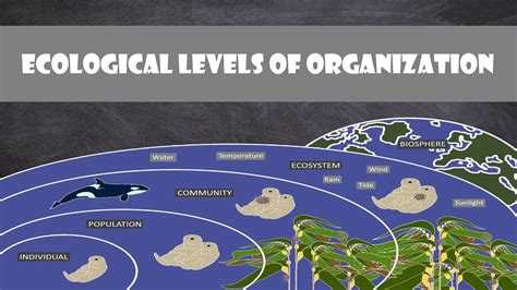 Ecological Levels Of Organization Ecology Youtube