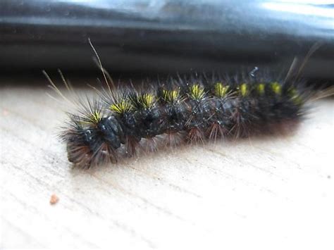 Long white fine hairs extend out from the longitudinal striped body of this caterpillar with a black head and orange neck and feet as it crawls over a bright green leaf. Black Hairy Caterpillar with Yellow Tufts and Two Yellow ...